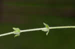 Piedmont bedstraw